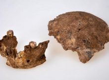 Fossil remains of skull and jaw. Credit: Tel Aviv University