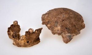 New Type Of Early Previously Unknown Human Discovered In Israel ...
