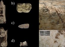 Neanderthal Hunting Camp Discovered In The Center Of The Iberian Peninsula