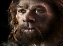 Scientists Explore How Neanderthals Caught Birds In Caves For Food