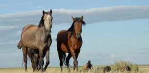 Horses in the Eurasian steppes: Already 5000 years ago, they served pastoralists as a source of milk and a means of… [more] © A. Senokosov