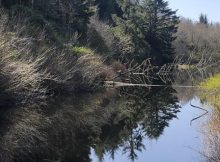 Tree Rings On the Oregon Coast Show Evidence A Tsunami That Struck The Pacific Northwest In 1700