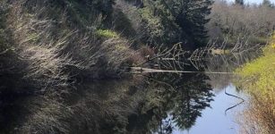 Tree Rings On the Oregon Coast Show Evidence A Tsunami That Struck The Pacific Northwest In 1700