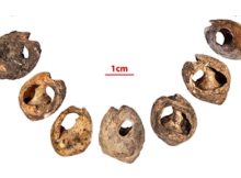 142,000-Year-Old Shell Beads Found In A Cave Are The Oldest Known Evidence Of Human Communication