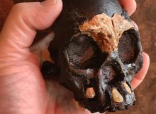 Leti - A Homo Naledi Child Discovered In The Rising Star Cave System