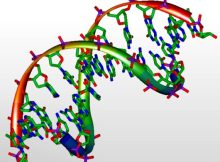 DNA 3D Model.