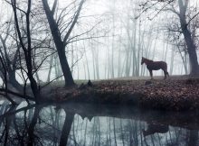 Kelpie - Supernatural Horse-Liked Creature Lures Humans To Death In Scottish Lore