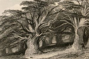 Yew: Mysterious Ominous And Sacred Tree Revered By Our Ancestors Since The Dawn Of Civilization