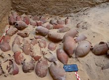 Largest Ancient Emblaming Cachette Ever Found Unearthed At Abusir, Egypt