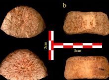 1.5 Million-Year-Old Human Vertebra Discovered In Israel's Jordan Valley Sheds New Light On Migration From Africa To Eurasia