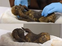 Mysterious Mermaid Mummy Investigated By Scientists