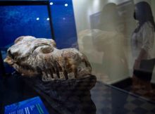 Huge 36-Million-Year-Old Skull Of Fearsome Marine Monster Discovered In Peru