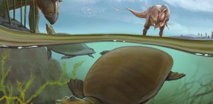 New Species Of Softshell Turtle That Lived In North Dakota 66.5 Million Years Ago With Dinosaurs Discovered