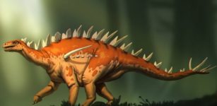 New Species Of Stegosaur Is Oldest Discovered In Asia, And Possibly The World