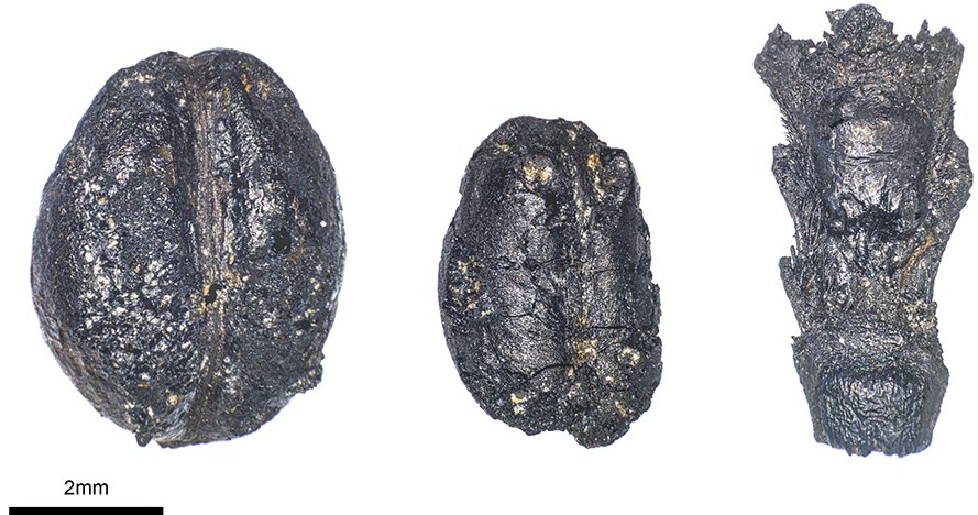 Remains of crops from the Neolithic period - here naked barley and naked wheat - indicate connections between geographically distant settlements. (Photos: Raul Soteras)