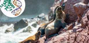 South American sea lions at the Ballestas Islands in Peru. © 123RF | perekotypole