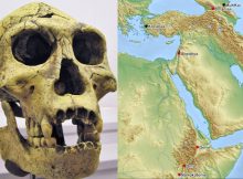 1,5-Million-Year-Old Hominin Fossil Reveals Missing Link In Human Evolution