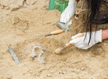 Discovery In Alabama Reveals Evidence Of Skull Surgery In North America Thousands Of Years Earlier Than Previously Thought - Bioarchaeologist Says