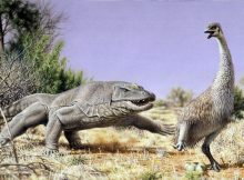 The First Australians Ate Giant Eggs Of Huge Flightless Birds That Went Excinct Over 47,000 Years Ago