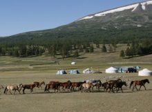 Livestock And Dairying Led To Dramatic Social Changes In Ancient Mongolia - New Study