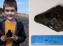 Schoolboy Finds A Huge 3,000,000-Year-Old Megalodon Shark Tooth On British Beach