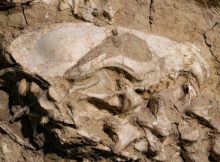 Rare Fossil Of Ancient Dog Species That Lived In Modern-Day San Diego 28 Million Years Ago Discovered By Palentologists