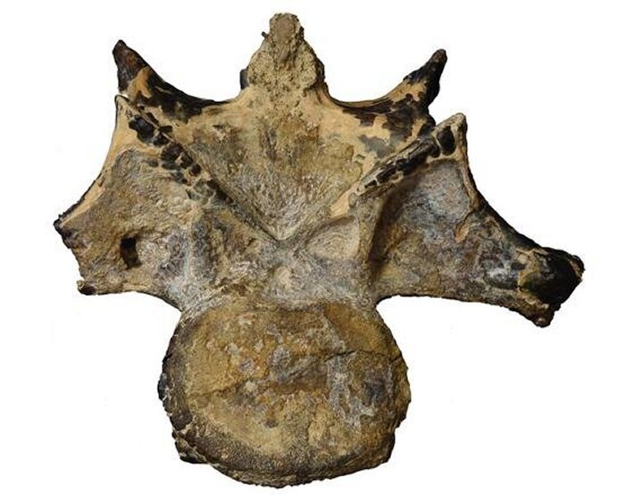 The abelisaurid neck vertebra from the Bahariya Oasis, Egypt that constitutes the first record of this dinosaur group from that classic fossil locality. The bone is shown in anterior view. Credit: Ohio University