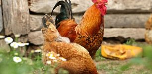 Chickens Were Introduced To Britain, Mainland Europe, And Northern Africa Later Than Previously Thought