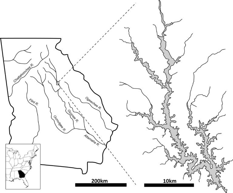 The Cold Springs site, located about 75 miles east of Atlanta, was partially submerged beneath what is now Lake Oconee when the Oconee River was dammed in the 1970s. Since the site’s excavation nearly 50 years ago, Cold Springs’ artifacts had been archived in the Laboratory of Archaeology’s collections until the UGA team reexamined them with new interest and new technologies. (Image courtesy of UGA Laboratory of Archaeology)