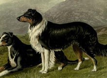 European Dogs Doubled In Size From 8,000 To 2,000 Years Ago