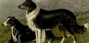European Dogs Doubled In Size From 8,000 To 2,000 Years Ago