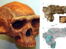 'Homo Erectus' From Gongwangling Could Have Been The Earliest Population In China