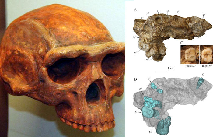'Homo Erectus' From Gongwangling Could Have Been The Earliest Population In China