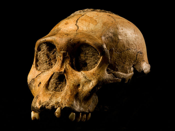 Fossils In The 'Cradle Of Humankind' May Be More Than A Million Years Older Than Previously Thought'