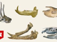 Tooth Analysis Reveal Nebraska Resembled A Dry Savanna 18 Million Years Ago