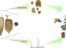 From the amphorae to understanding the content; this multi-analytical analysis relied on archaeobotany and molecular identification. Credit: Louise Chassouant, CC-BY 4.0 (creativecommons.org/licenses/by/4.0/)