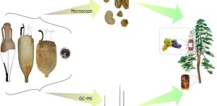 From the amphorae to understanding the content; this multi-analytical analysis relied on archaeobotany and molecular identification. Credit: Louise Chassouant, CC-BY 4.0 (creativecommons.org/licenses/by/4.0/)