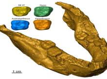 Fossil Tooth Analysis Sheds More Light On Earliest Humans From Southern Africa