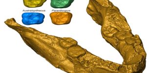 Fossil Tooth Analysis Sheds More Light On Earliest Humans From Southern Africa