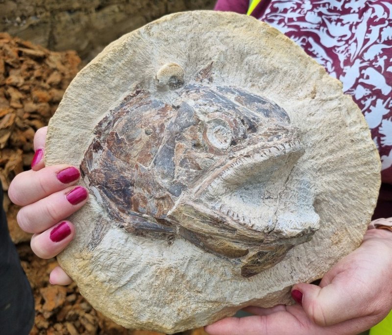 Fossil Fishing at the Farm’ – Jurassic marine world unearthed in a farmer’s field. Credit: University of Manchester