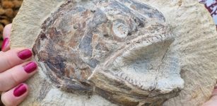 Fossil Fishing at the Farm’ – Jurassic marine world unearthed in a farmer’s field. Credit: University of Manchester