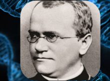 Evidence Mendel Discovered The Laws Of Inheritance Decades Ahead Of His Time