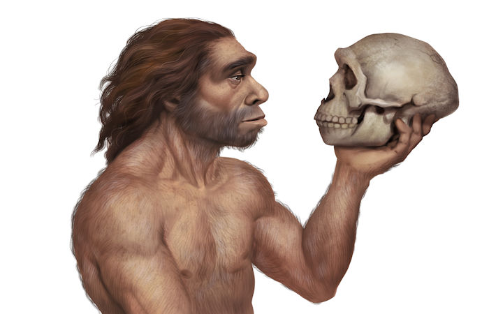 Brain Development Differs Between Neanderthals And Modern Humans - New Study