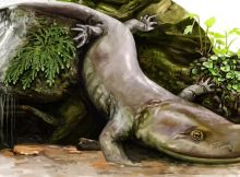 Oldest European Salamander Fossil Discovered In Scotland - It's Unlike Anything Alive Today