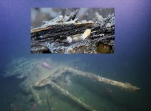 Could Shipworms Be Destroying The Wreck Of Captain Cook's Endeavour?