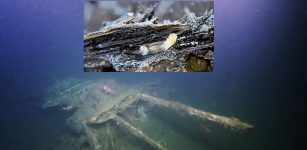 Could Shipworms Be Destroying The Wreck Of Captain Cook's Endeavour?