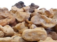 Rare Discovery: 530 Knuckle Bones 'Astragali' For Gaming And Divination Discovered In Ancient City Of Maresha