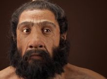 Homo neanderthalensis adult male. Reconstruction based on Shanidar 1 by John Gurche for the Human Origins Program, NMNH. Credit: Chip Clark.