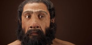 Homo neanderthalensis adult male. Reconstruction based on Shanidar 1 by John Gurche for the Human Origins Program, NMNH. Credit: Chip Clark.