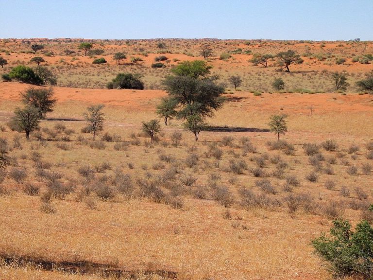 Homo Sapiens Survived In The Kalahari Desert More Than Years Ago